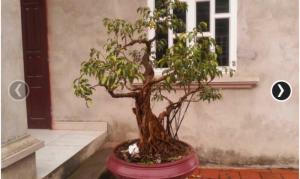Cây Ổi cảnh bonsai nhỏ gọn trang trí làm kiểng rất sang trọng