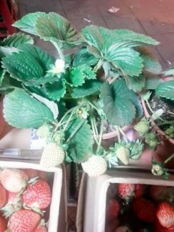 Dâu tây đà lạt