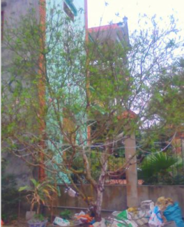 Đào phai cổ thụ hoa 5 cánh rất đẹp