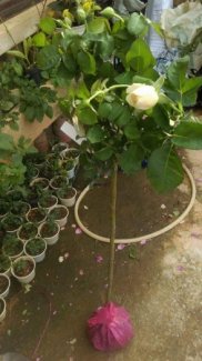 Bán giống Tree rose giá mềm