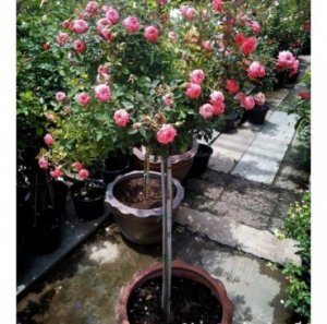 Bán giống Tree rose giá mềm
