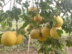 Bán Cây Giống Đặc Sản Bưởi Diễn, Bưởi Diễn, To nhỏ các loại Nhà vườn ươm Hà Nội chuyên bán cây giống đặc sản như bưởi Diễn…Với nhiều năm kinh nghiệm làm chuyên làm giống cây ăn quản Nhà vườn ươm sinh thái Hà Nội chắc chắn sẽ đem lại cho bà con sự hài lo