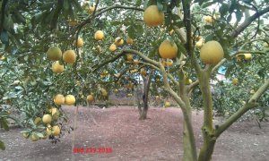 Bán Cây Giống Đặc Sản Bưởi Diễn, Bưởi Diễn, To nhỏ các loại Nhà vườn ươm Hà Nội chuyên bán cây giống đặc sản như bưởi Diễn…Với nhiều năm kinh nghiệm làm chuyên làm giống cây ăn quản Nhà vườn ươm sinh thái Hà Nội chắc chắn sẽ đem lại cho bà con sự hài lo