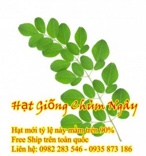 Hạt Cây Chùm Ngây