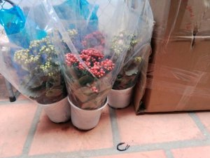 Hoa sống đời giá mềm