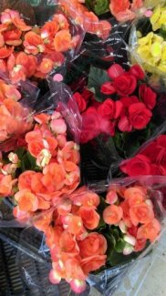 Thu hải đường giá mềm