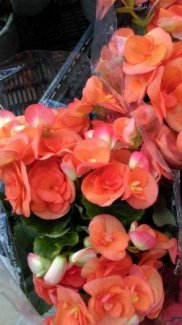 Thu hải đường giá mềm