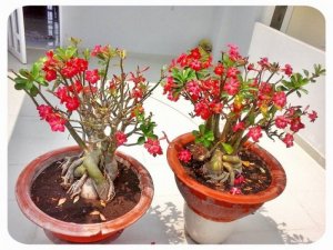 Bán cây Sứ lâu năm