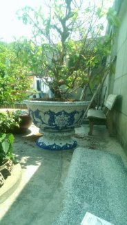 Chậu hoa dán miễng,ghép sành sứ