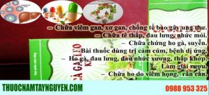 Cà gai leo chữa bệnh viêm gan hiệu quả nhất hiện nay