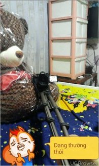 Gấu Teddy 1m6 Loại 1