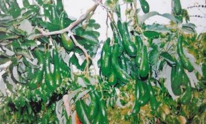 CÀNH BƠ SÁP 034 KHI CHÍNH VỤ, TRÁI ĐỀU ĐẸP , CHỊU SAU BỆNH, KHI ĐEO TRÁI CÓ LÁ ĐI CÙNG LÊN CÂY RẤT KHỎE
