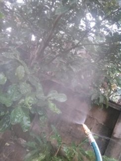 sử dụng bes phun sương tưới lan loại điều chỉnh để tưới cây rửa xe