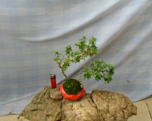 Tiểu Cảnh Bon Sai Mini