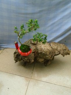 Tiểu Cảnh Bon Sai Mini