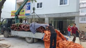 Phản gỗ tự nhiên Nguyên khối