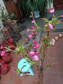 Cây mai anh đào Nhật