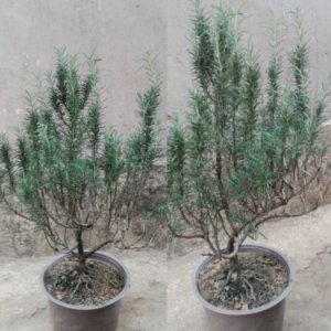 Hương thảo bonsai đẹp rẻ