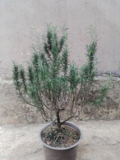Hương thảo bonsai đẹp rẻ
