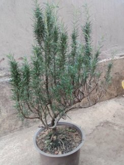 Hương thảo bonsai đẹp rẻ