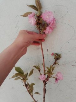 Cây mai anh đào Nhật có hoa