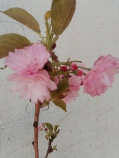 Cây mai anh đào Nhật có hoa