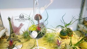 Cung cấp cây không khí toàn quốc – giao hàng trong ngày