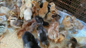 Chuyên bán gia cầm sạch.