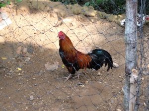 Gà tre 6 lạng