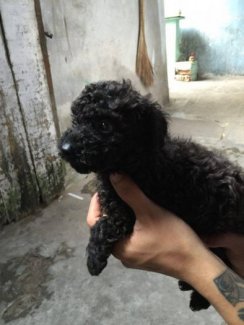 Poodle Toy Đưc Đen nâu 2 tháng tuổi