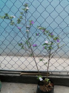 Cây giống lài nhật