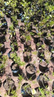 Cây giống lài nhật