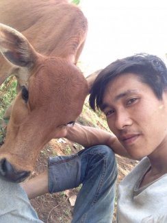 Cặp bò lai Sin