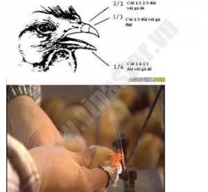 Máy cắt mỏ gà tự động