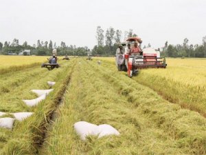 Bán đất ruộng Tân Hồng - Đồng Tháp số lượng lớn