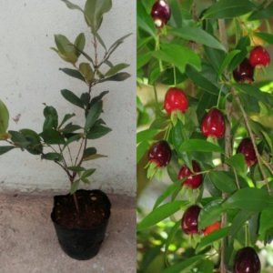 Cây cherry brazil