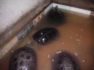 Rùa răng giống long mỹ hậu giang