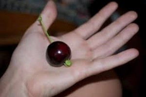 Cây giống cherry brazil lớn