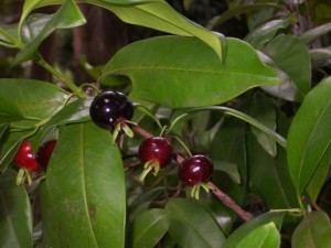 Cây giống cherry brazil lớn