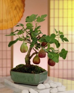 Cây giống sung mỹ