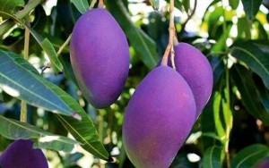 Chuyên cung cấp giống xoài thái lan, xoài đài oan, xoài úc, xoài xanh 3 màu.