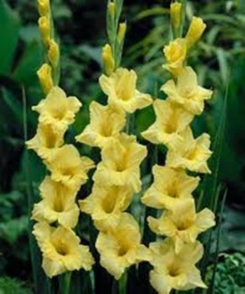 Cung Cấp Giống Củ Hoa Dơn- Hoa Lay Ơn