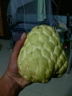 Bán Giống Cây Na Thái Lan