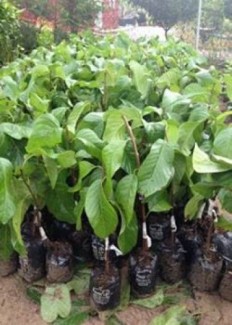 Bán Giống Cây Na Thái Lan