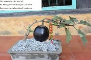 Chuyên cung cấp giống cây Ổi tím (Ổi tím Malaysia)
