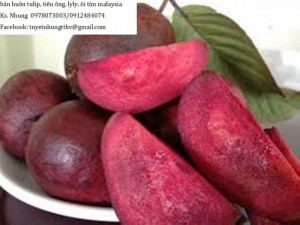 Chuyên cung cấp giống cây Ổi tím (Ổi tím Malaysia)