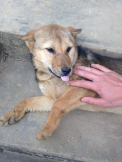 Bá chó cộc