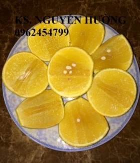 Bán Giống Cây Cam Sành Gốc Cam Mật,Cam Đường Canh, Cam V2, Cam Vinh, Quýt Đường