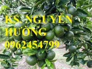 Bán Giống Cây Cam Sành Gốc Cam Mật,Cam Đường Canh, Cam V2, Cam Vinh, Quýt Đường