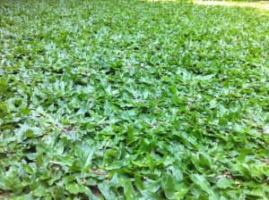 cỏ lá rừng
